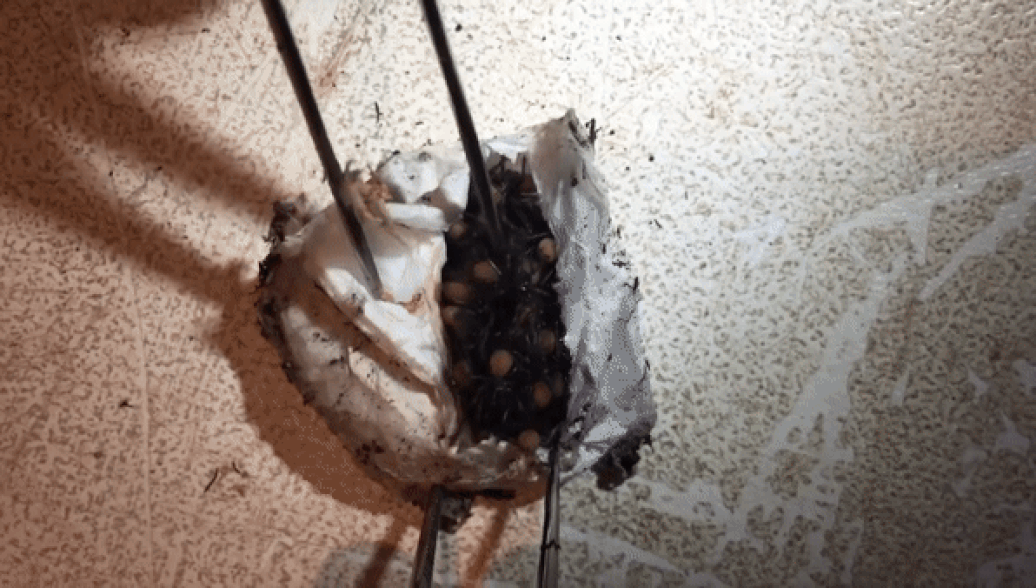 Сотня смертельноопасных пауков вылупляется из кокона