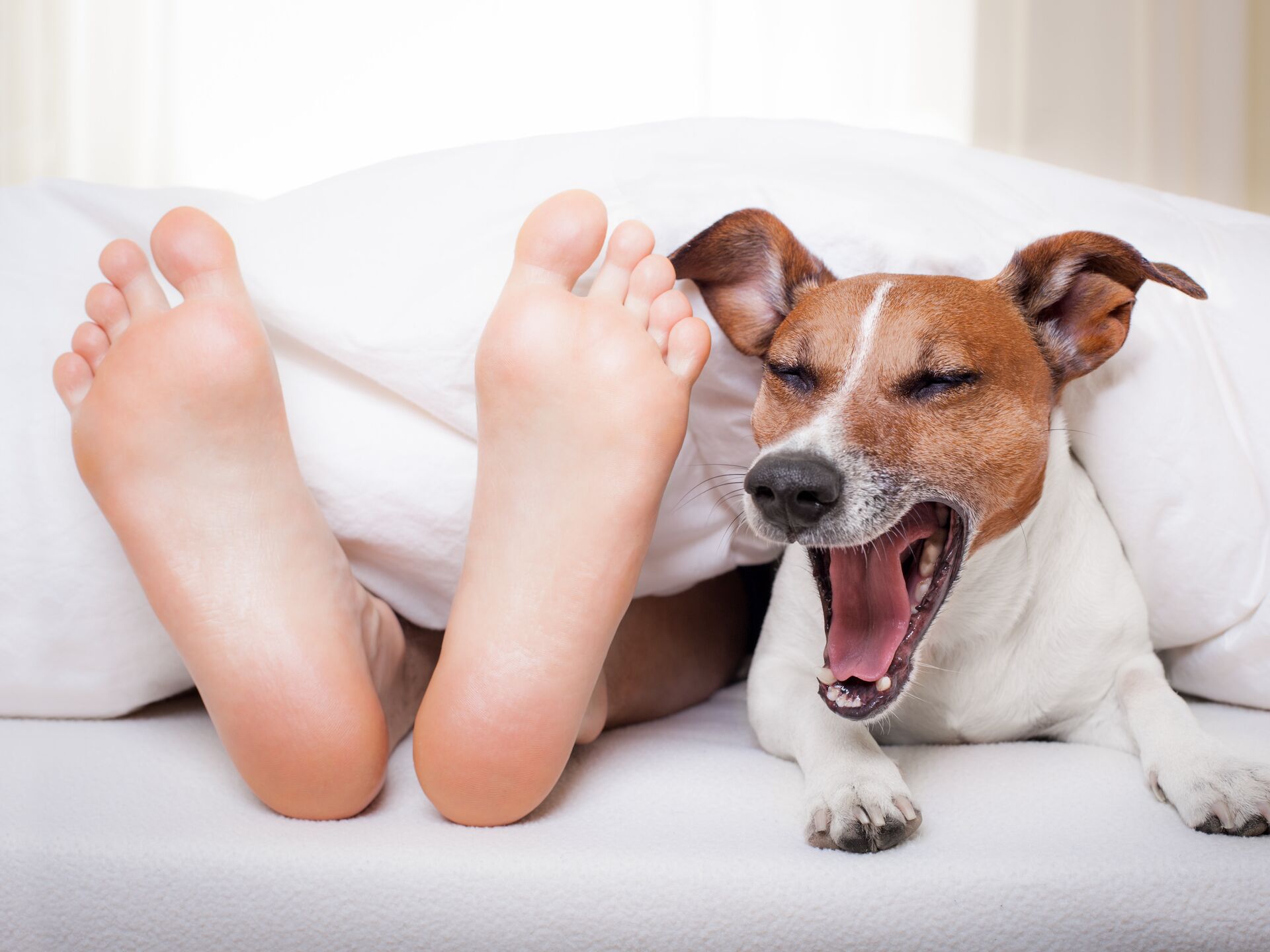 Проблемы профилактики и лечения параличей и парезов у собак