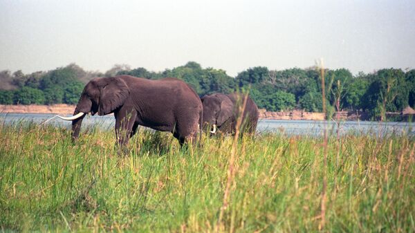 Слоны в Национальном парке Кафуэ