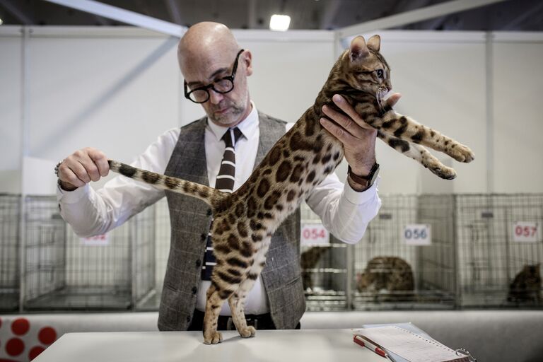 Осмотр бенгальской кошки на выставке Paris Animal Show в Париже