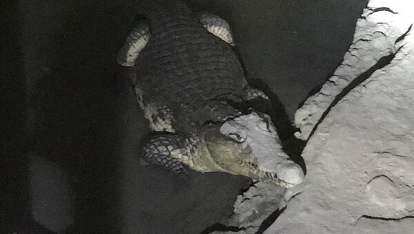 Крокодил, обнаруженный в результате обыска в подвальном помещении частного дома в Петергофе