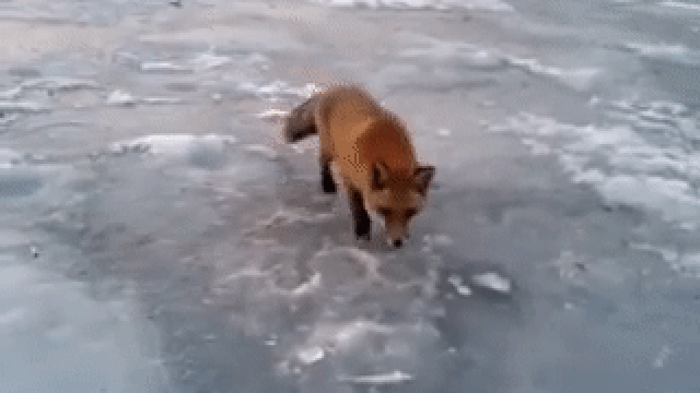 Дикая лиса выпросила у рыбака во Владивостоке весь улов