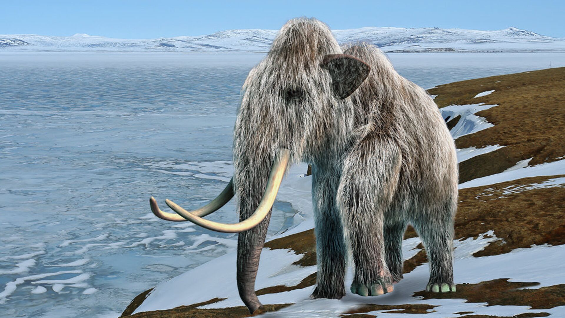 Самые последние шерстистые мамонты на Земле жили на острове Врангеля - РИА Новости, 1920, 16.02.2021