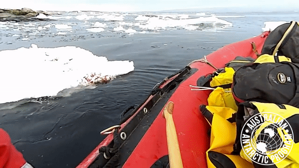 Визит пингвина к ученым в Антарктике попал на видео