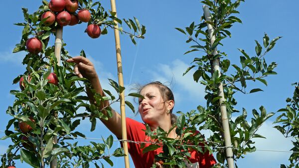Гражданка Украины во время сбора урожая яблок в Польше