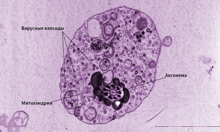Жігіттердің ауыр ұрығы видео Балапан өзіне үлкен мүшені толығымен енгізеді