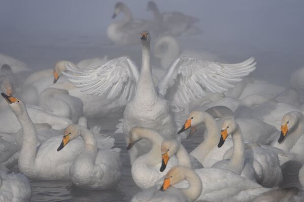Лебеди-кликуны зимуют на Лебедином озере, расположенном на территории государственного природного комплексного заказника Лебединый в Алтайском крае