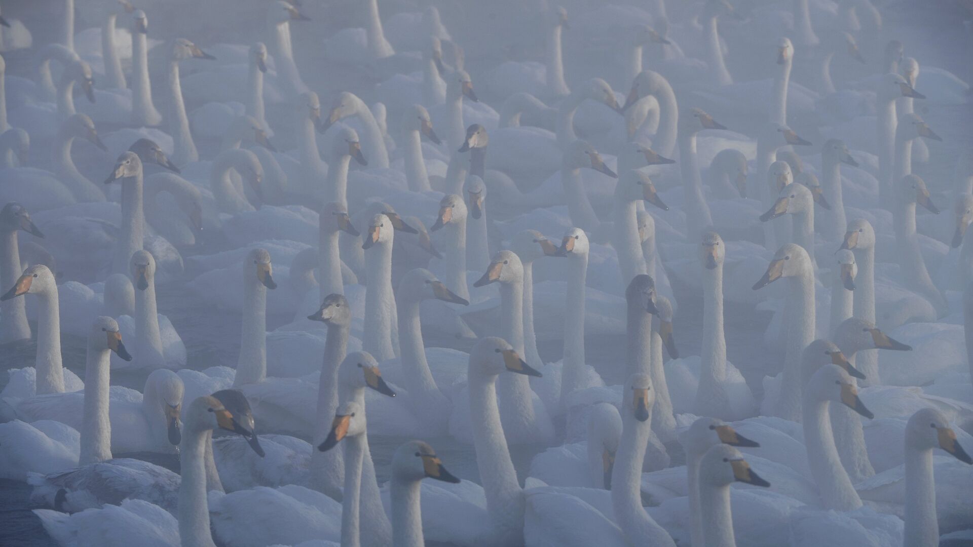 Лебединое Озеро Алтайский Край Фото