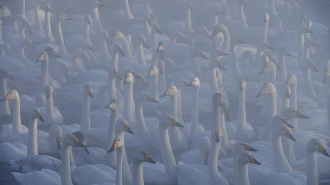 Лебеди-кликуны зимуют на Лебедином озере, расположенном на территории государственного природного комплексного заказника Лебединый в Алтайском крае
