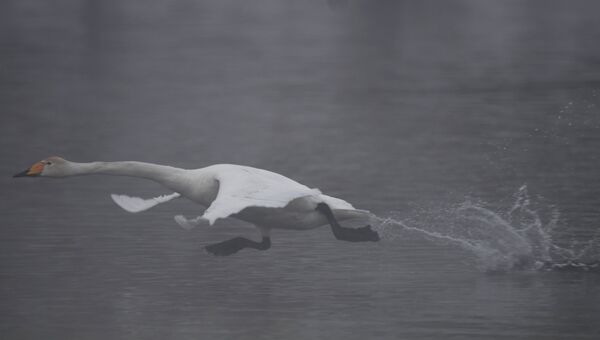 Лебедь-кликун на Лебедином озере, расположенном на территории государственного природного комплексного заказника Лебединый в Алтайском крае