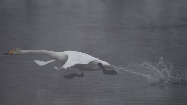 Лебедь-кликун на Лебедином озере, расположенном на территории государственного природного комплексного заказника Лебединый в Алтайском крае