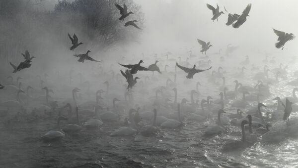 Лебеди-кликуны и утки зимуют на Лебедином озере, расположенном на территории государственного природного комплексного заказника Лебединый в Алтайском крае