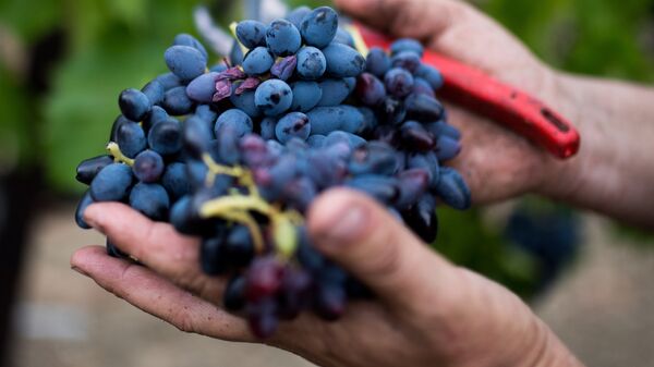 Сбор урожая на виноградниках в Крыму