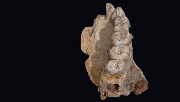 Фрагмент челюсти, обнаруженный в пещере Мислия на севере Израиля