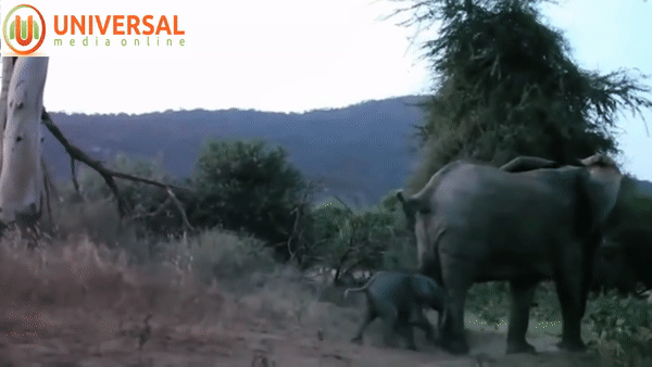 Схватка слонихи со львом попала на видео