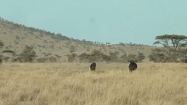 Схватка львицы с буйволом попала на видео
