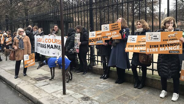 Акция против жестокого обращения с собаками породы левретка в Париже. 28 января 2018