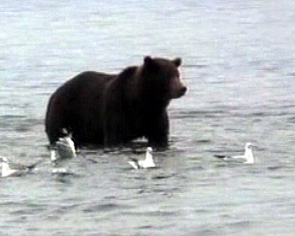 В Сибири медведи нападают на людей