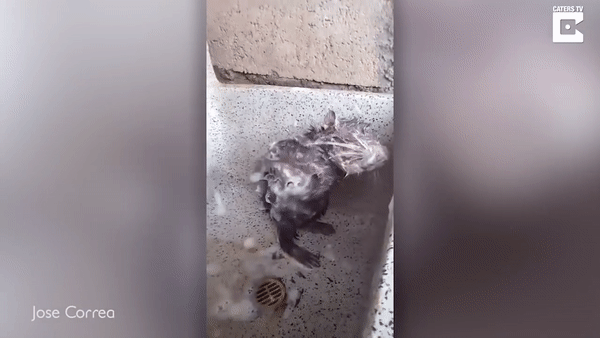 Видео с принимающей душ крысой вызвало споры в Сети