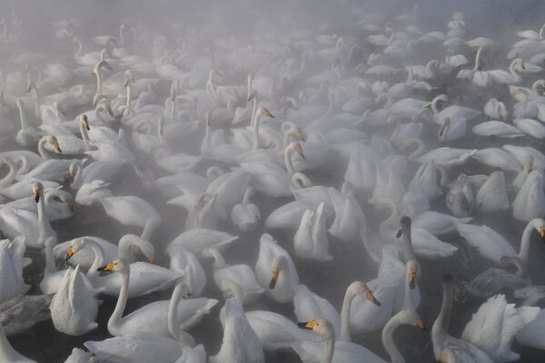 Лебеди-кликуны зимуют на Лебедином озере на территории государственного природного комплексного заказника Лебединый в Алтайском крае