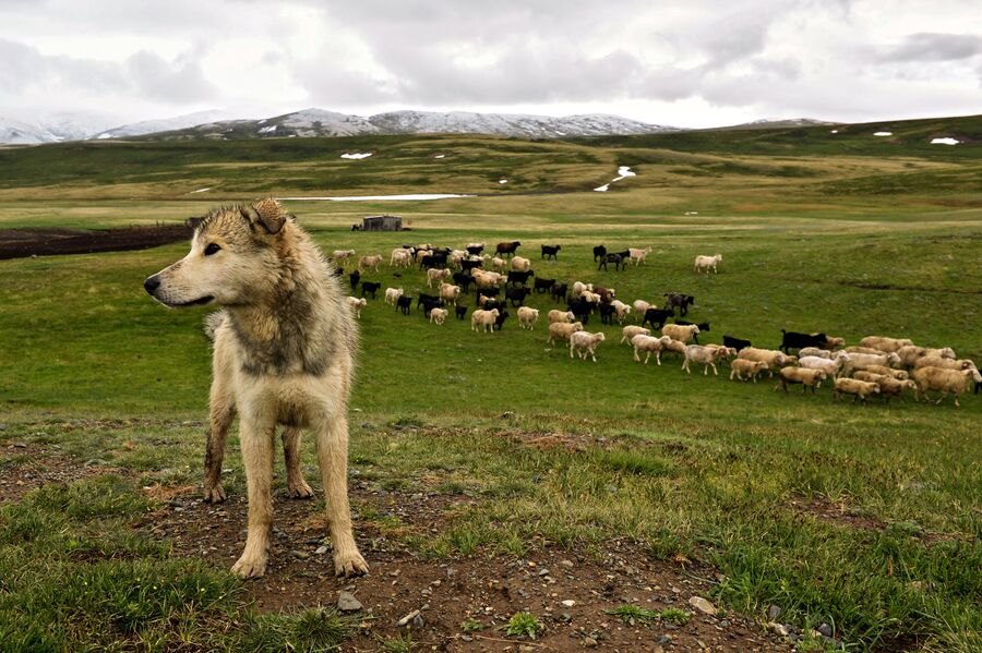 Пастушья собака возле летней чабанской стоянки в Кош-Агачском районе Республики Алтай