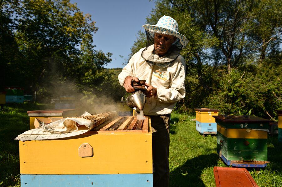 Пасечник Анатолий Ельцов окуривает пчел дымом, чтобы провести осмотр улья на своей пасеке в Белокурихе