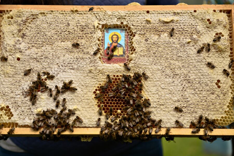 Рамка с медом на пасеке Медом в ухо в Алтайском крае