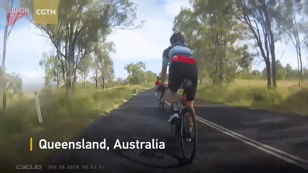 В Австралии кенгуру на лету сбил велосипедистку