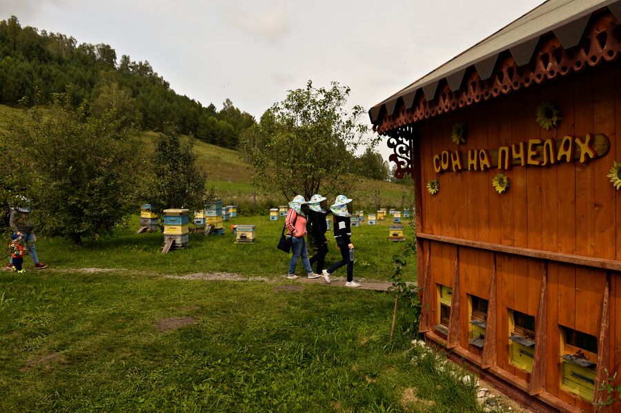 Посетители на пасеке Медом в ухо в Алтайском крае