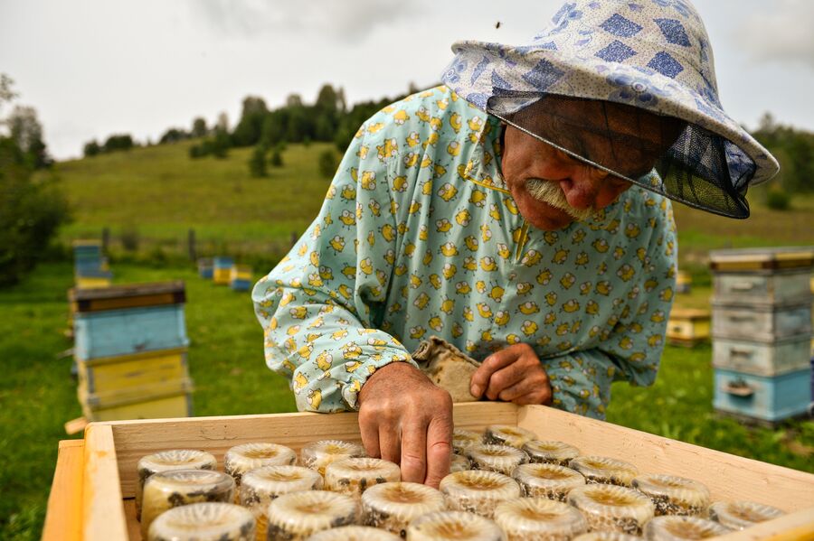 Пчеловод Владимир Филиппович Колесников проверяет готовность сувенирных баночек с медовыми сотами на своей пасеке в Алтайском крае