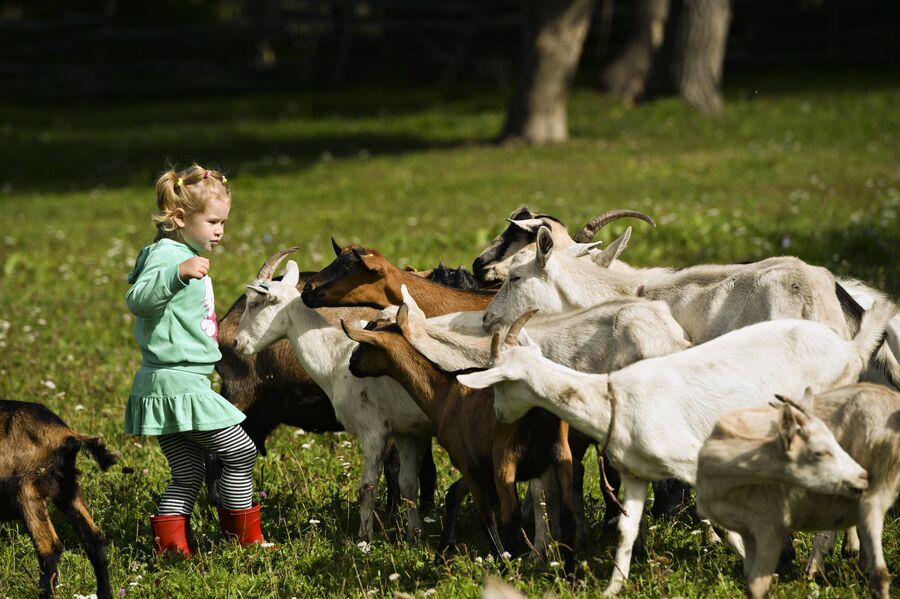 Ребенок кормит коз на ферме семьи Кокориных в селе Солоновка Алтайского края