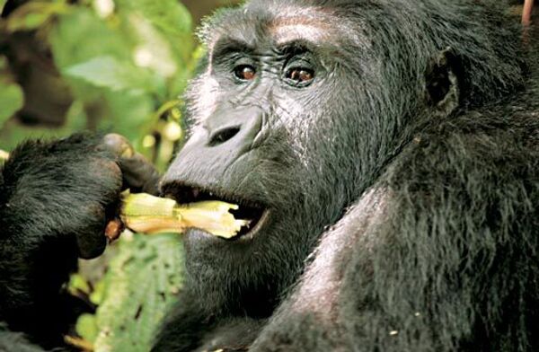 Восточная горная горилла. Архивное фото