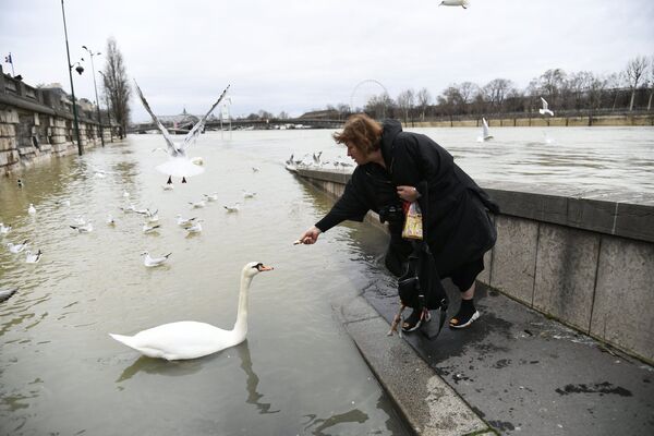 Женщина кормит птиц на набережной реки Сены