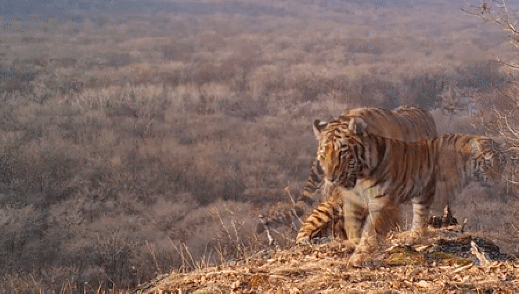 В Приморье леопард накормил тигров, оленей и куниц