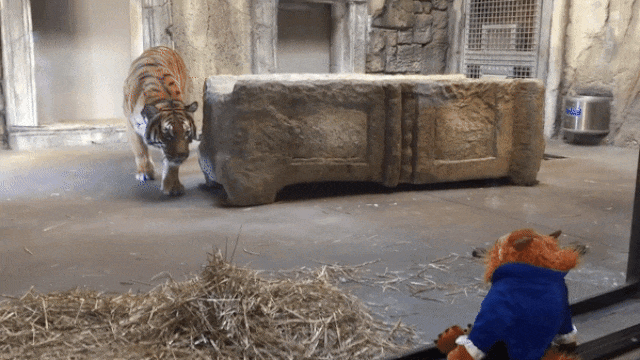 Тигру нравится игрушка gif