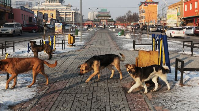 Бродячие собаки. Архивное фото