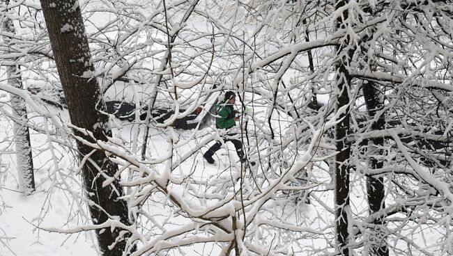 Снег на ветках деревьев