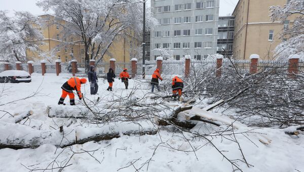 Сотрудники коммунальных служб во время уборки дерева упавшего на автомобильную дорогу в следствии снегопада в Москве. Архивное фото