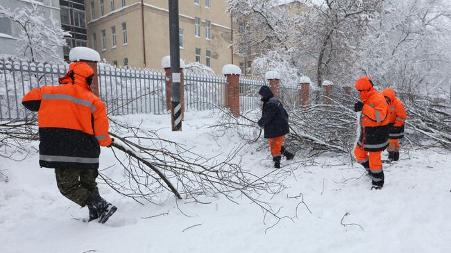 Сотрудники коммунальных служб убирают деревья последствия снегопада в Москве. Архивное фото