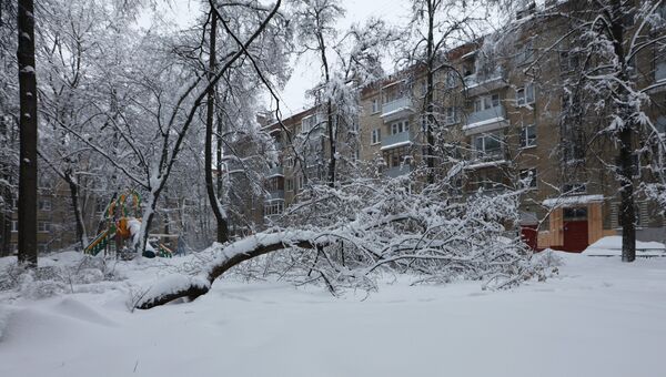 Дерево упавшее в одном из дворов из-за снегопада в Москве. 4 февраля 2018