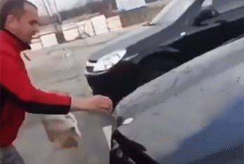 Житель Кубани помыл машину котом из мести