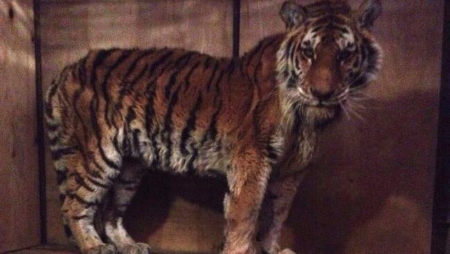 Истощенная тигрица в реабилитационном центре в селе Алексеевка Приморского края