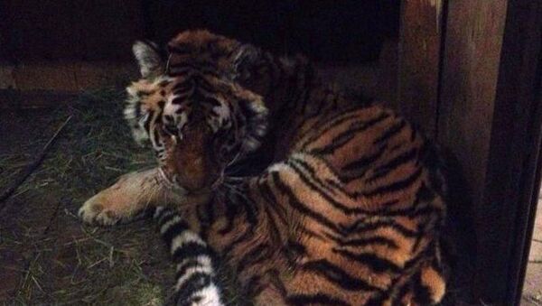 Истощенная тигрица в реабилитационном центре в селе Алексеевка Приморского края