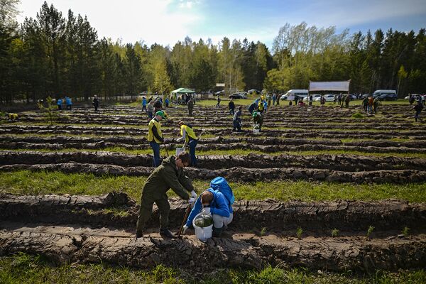 Волонтеры сажают саженцы хвойных пород деревьев в рамках акции Всероссийский день посадки леса на территории Кудряшовского лесничества в Новосибирской области