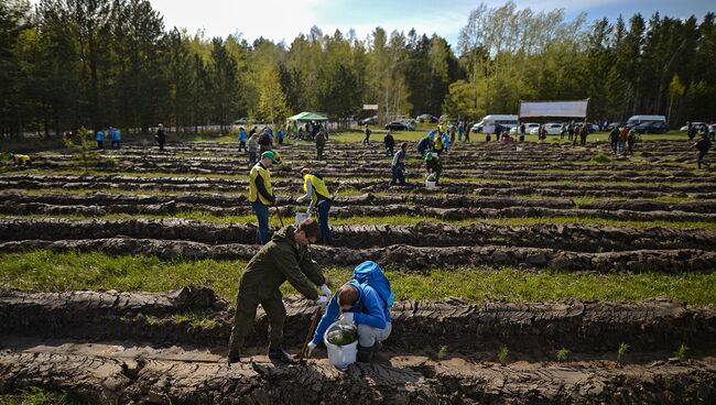 Волонтеры сажают саженцы хвойных пород деревьев. Архивное фото