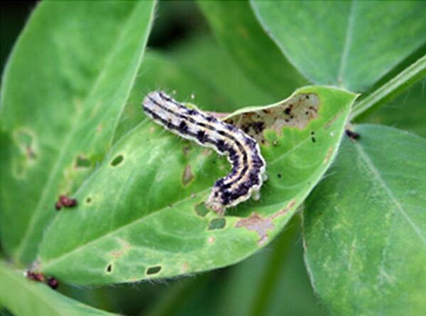 Коробочный червь (Helicoverpa armigera) - самый опасный вредитель для хлопка, сои и кукурузы