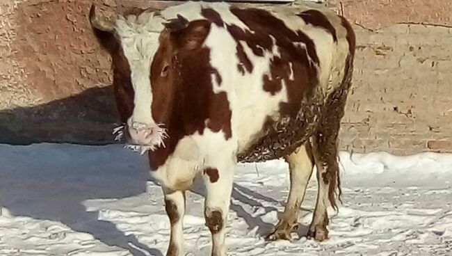 Корова Дуся, разгуливавшая по улицам поселка шахты Березовская. 7 февраля 2018