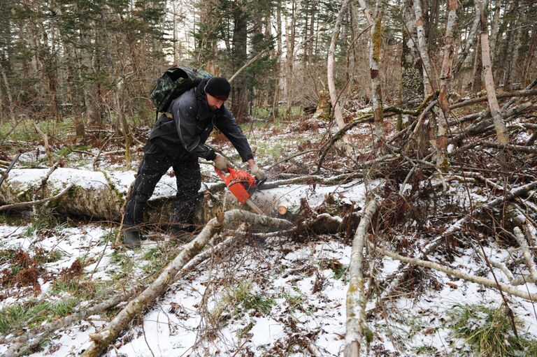 Расчистка леса 
