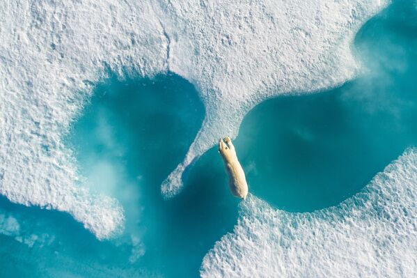 Снимок Над белым медведем (Above the polar bear) фотографа Florian Ledoux, взявший гран-при конкурса 2017 SkyPixel Photo Contest