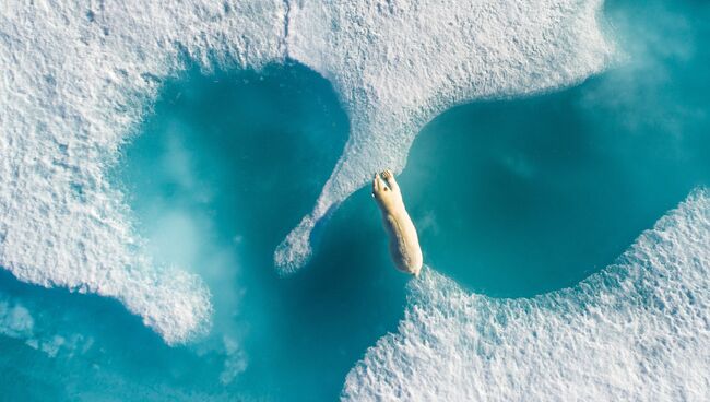 Снимок Над белым медведем (Above the polar bear) фотографа Florian Ledoux, взявший гран-при конкурса 2017 SkyPixel Photo Contest